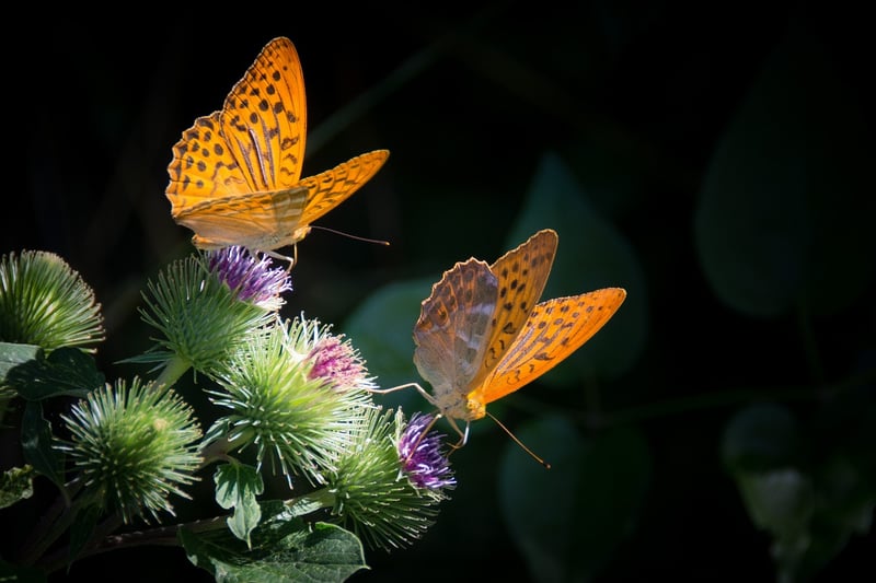 Butterfly Conundrum